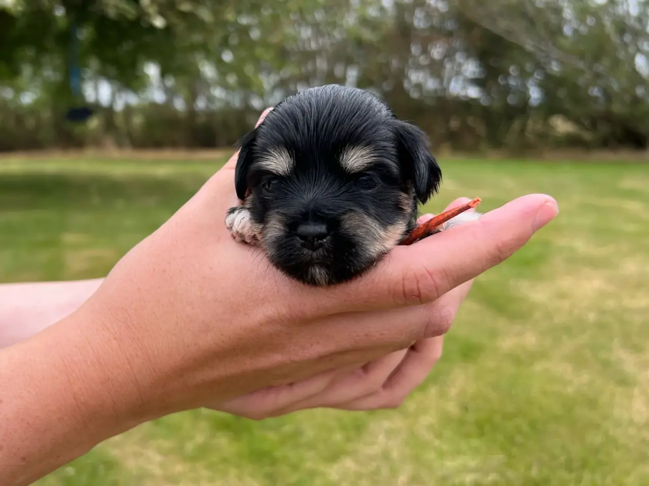 Billede 7 - Havanais - shihtzu