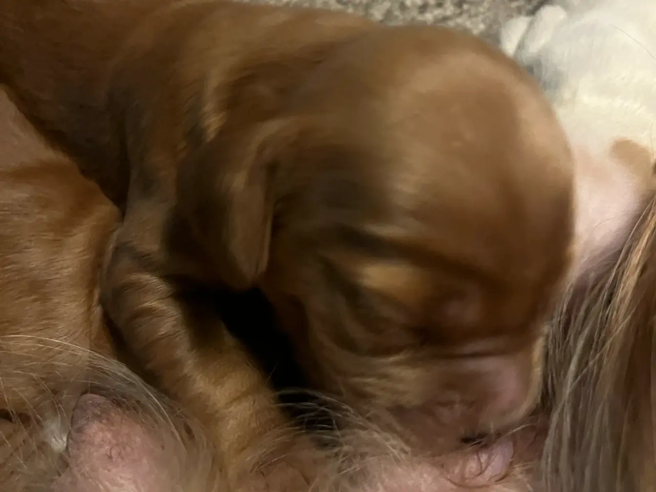 Billede 1 - Engelsk Cocker spaniel hvalpe