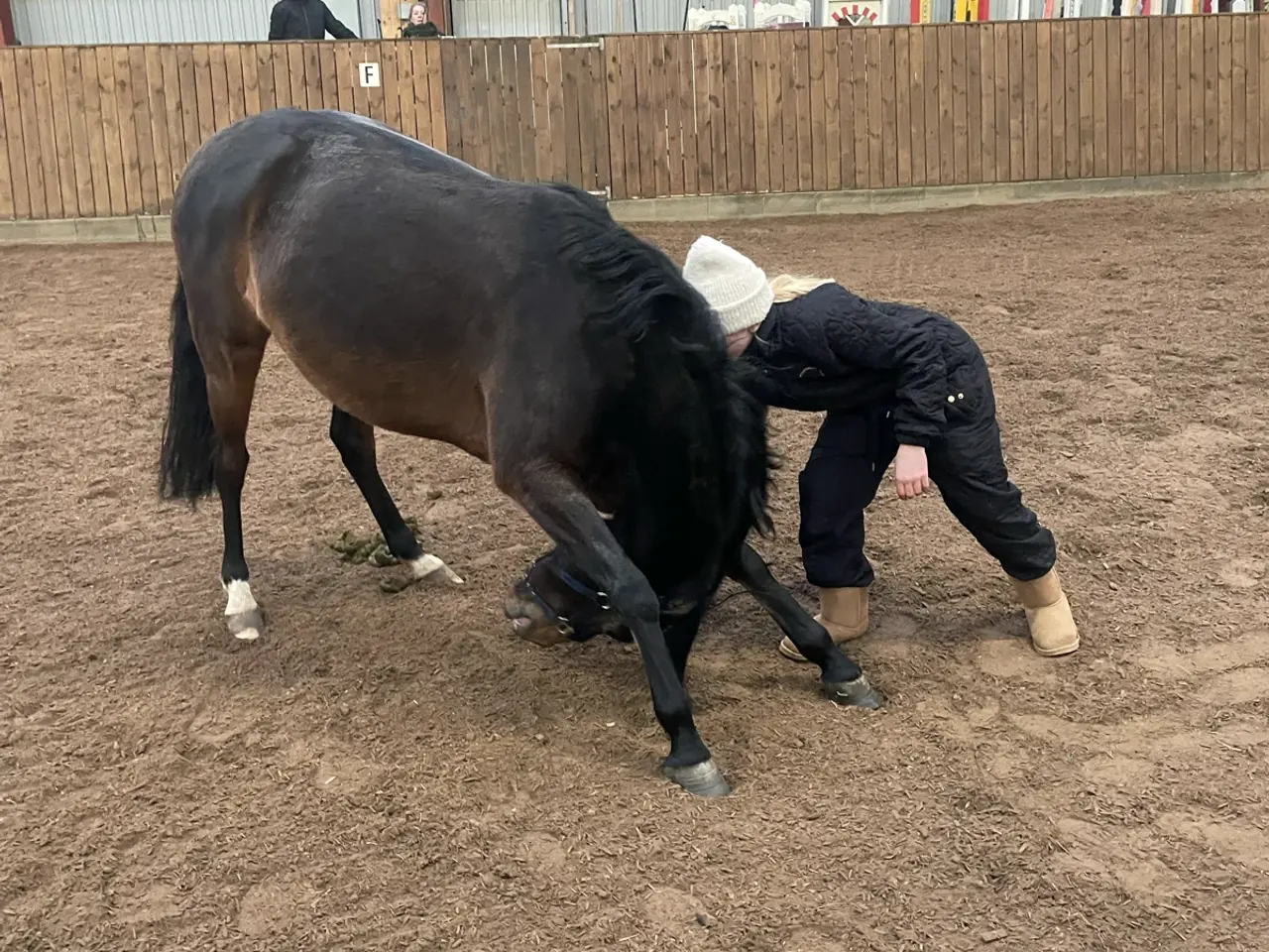 Billede 8 - Smuk Wels pony hoppe