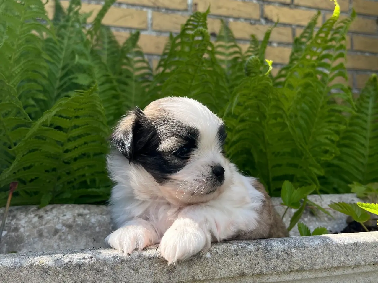 Billede 1 - Hunde hvalpe Lhasa apso /mini malteser