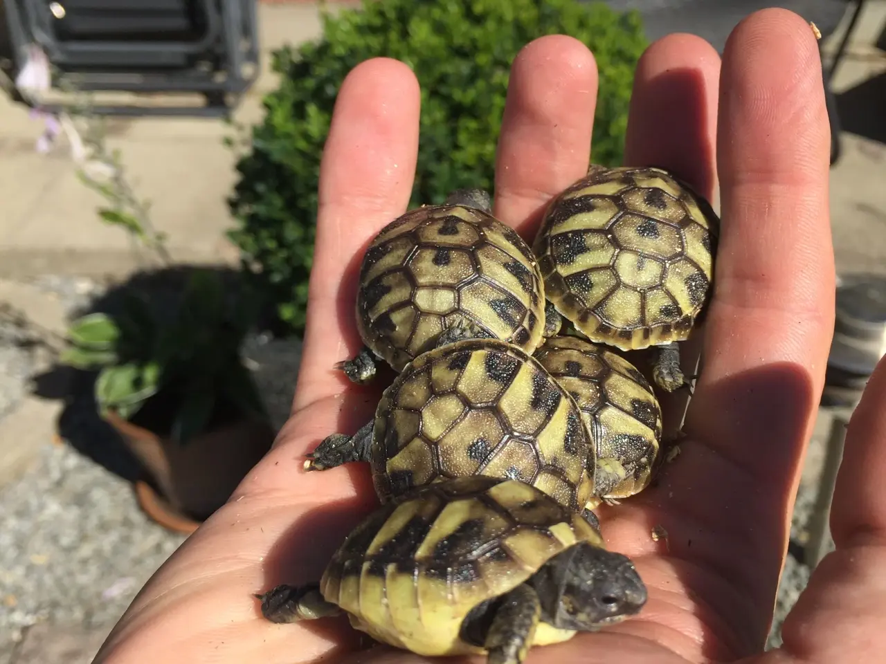 Billede 1 - Landskildpaddeunger græske