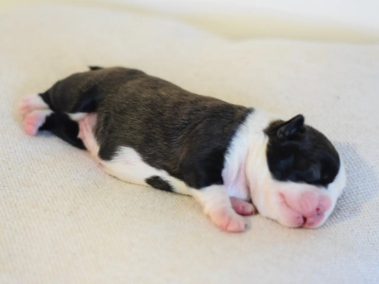 Billede 4 - Boston terrier 