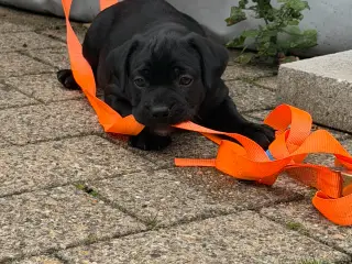 🐶 2 skønne hanhvalpe søger deres nye familier ❤️ - 5