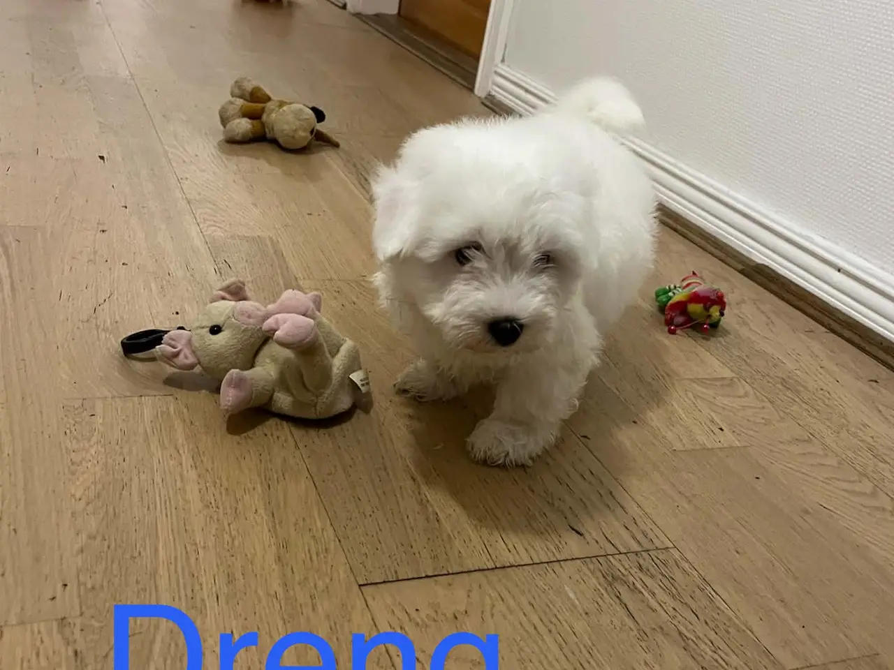 Billede 7 - Coton de tulear hvalpe