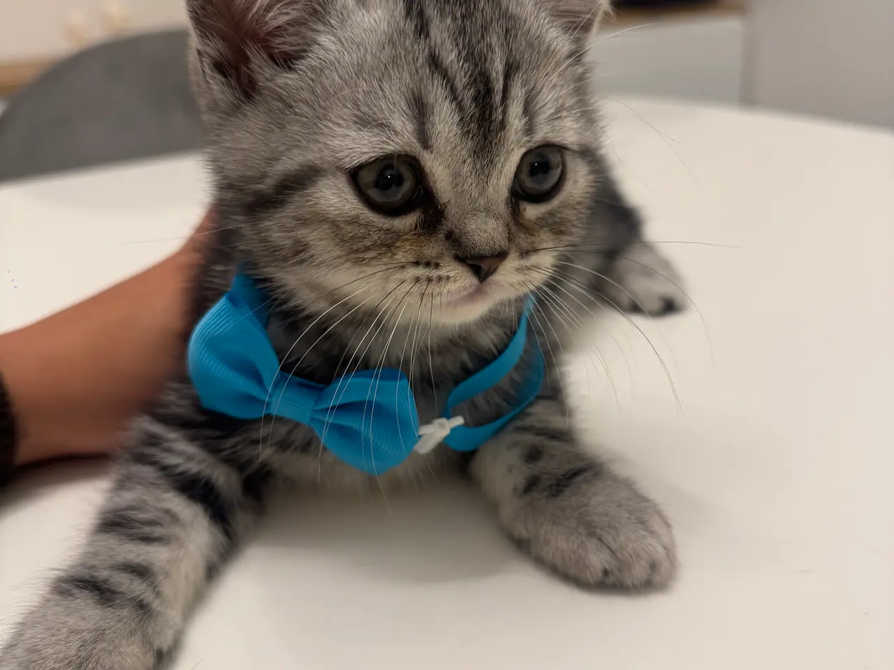 Billede 14 - Unikkes British Shorthair - KUN EN TILBAGE