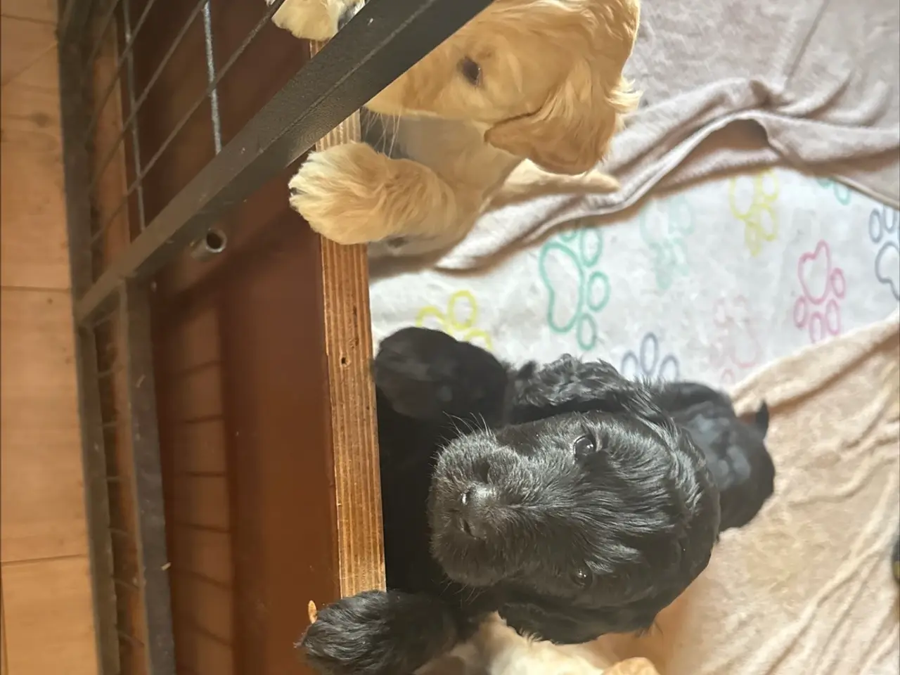 Billede 3 - Goldendoodle