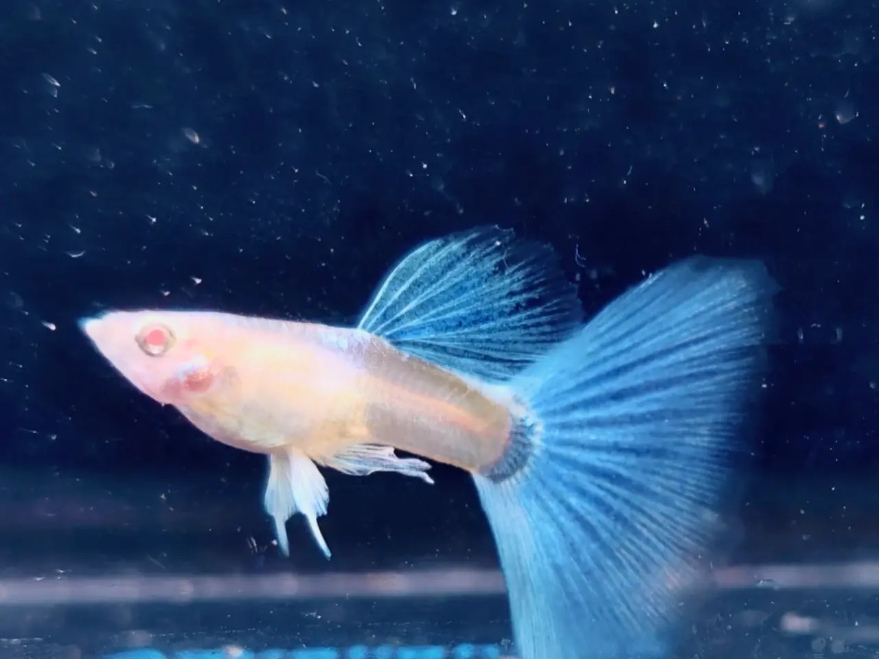 Billede 1 - Albino Blue Topaz og Rød Topaz guppy