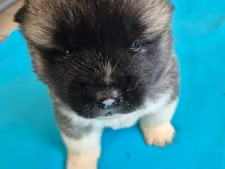 Hundehvalpe American Akita 🩷💙💙💙