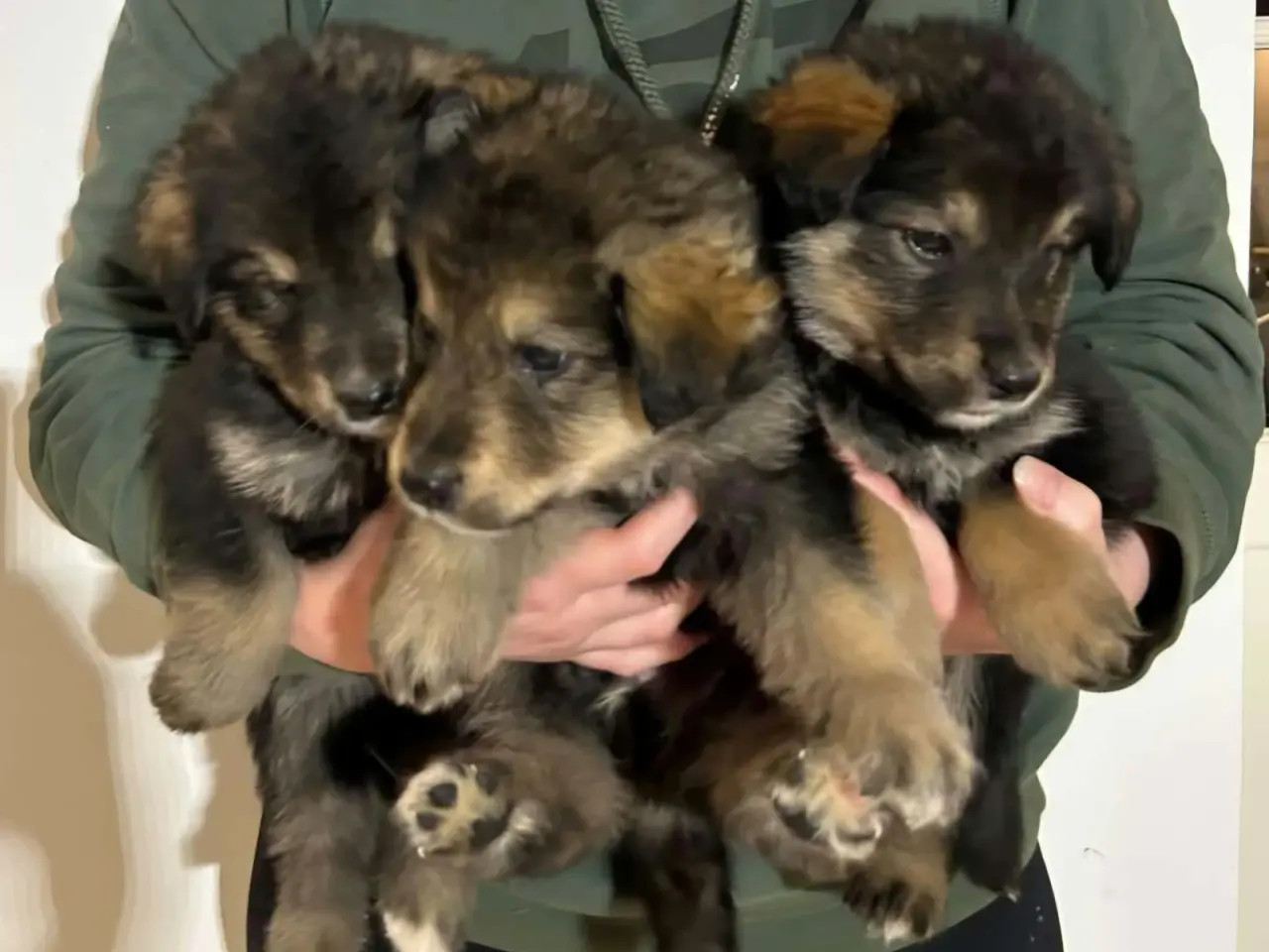 Billede 3 - Flotteste berner sennen blandings hvalpe🐶