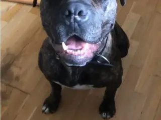 Presa canario blanding