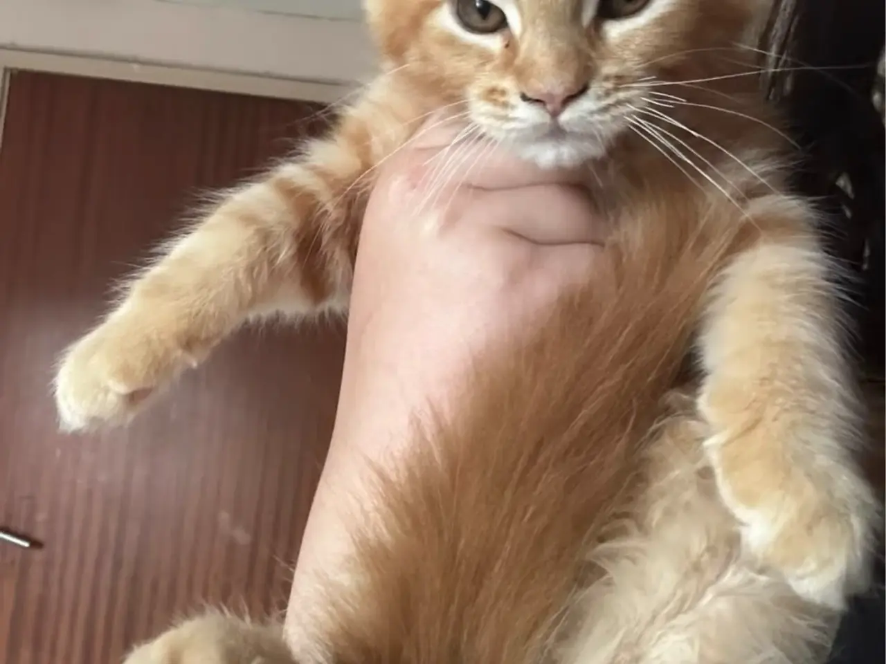 Billede 16 - Maine Coon hankilling