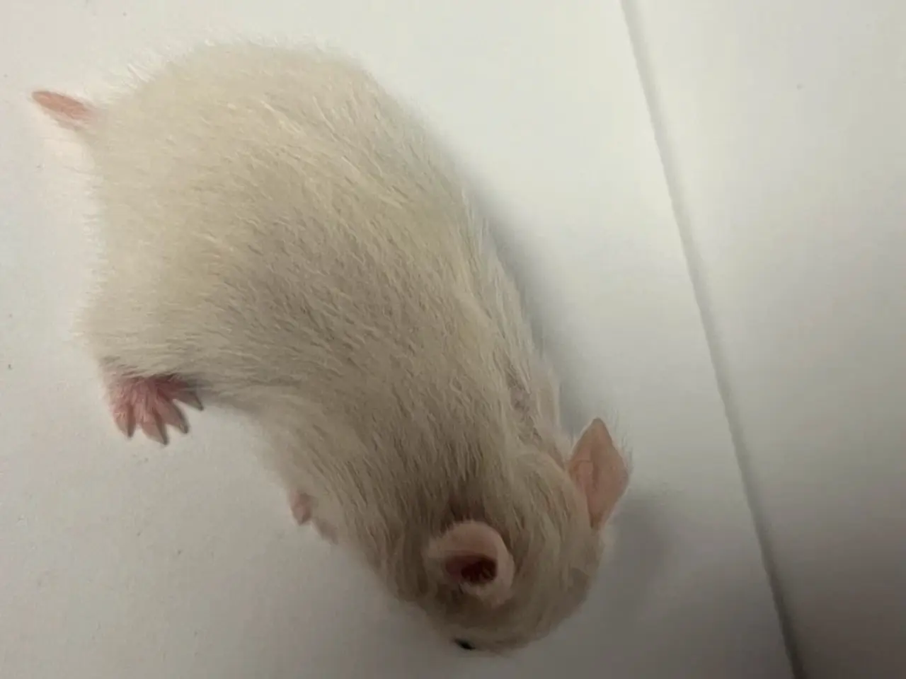 Billede 9 - Guldhamster unger