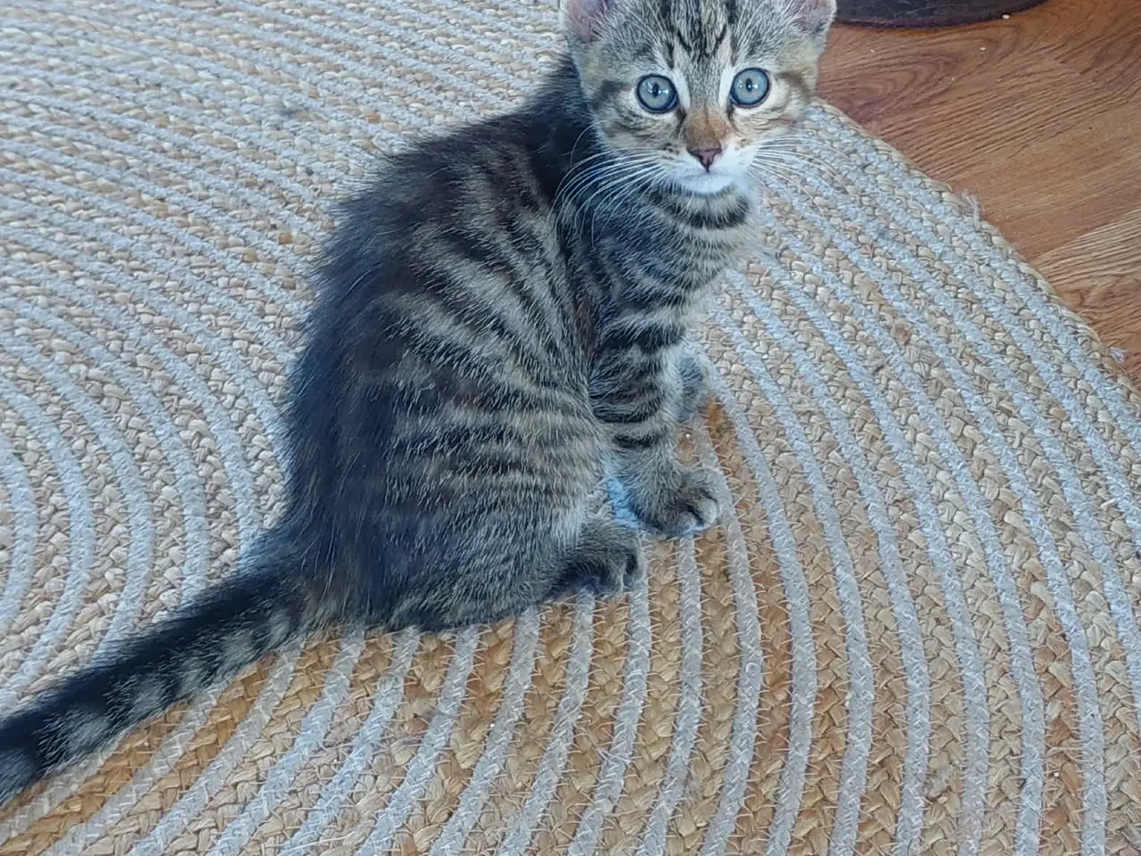 Billede 7 - Maincoon blanding killinger