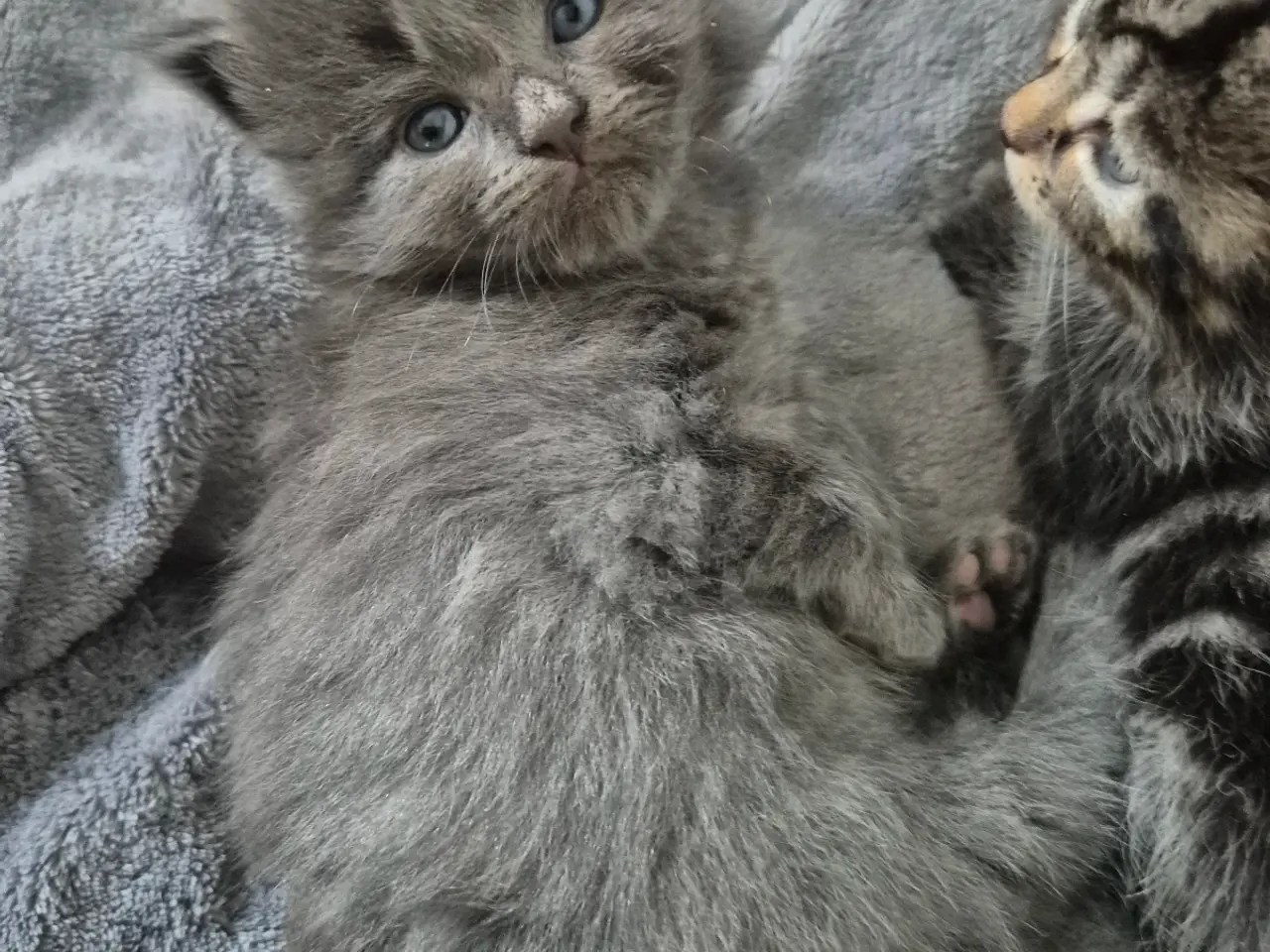 Billede 1 - Maincoon blanding