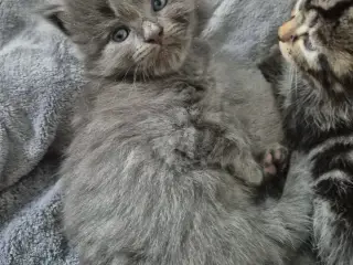 Maincoon blanding