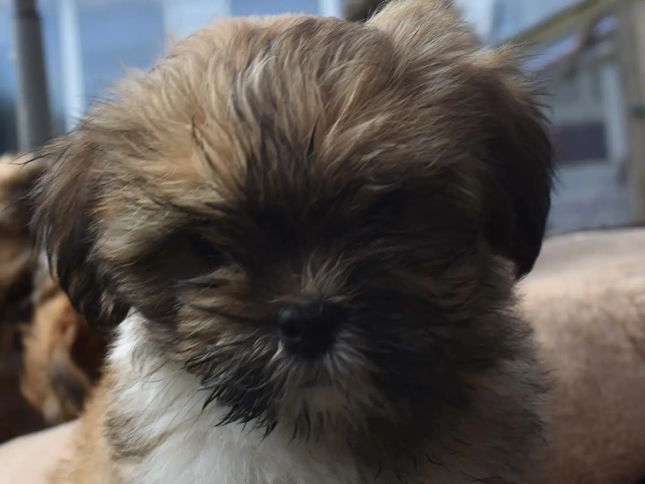 Billede 5 - Skønne Lhasa apso tæver med DKK stamtavle 