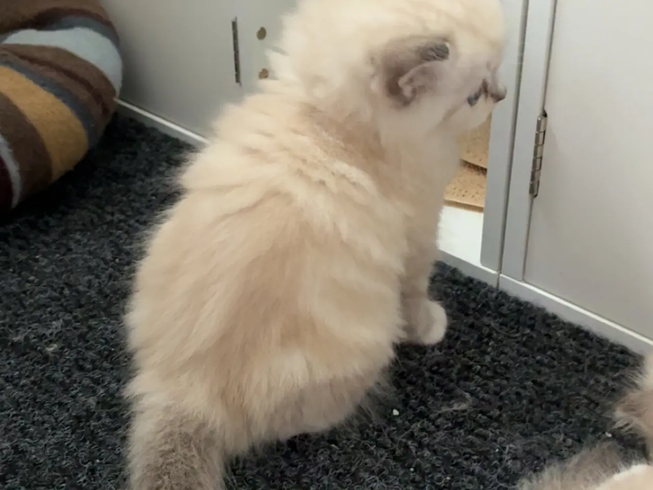 Billede 4 - Ragdoll/British baby