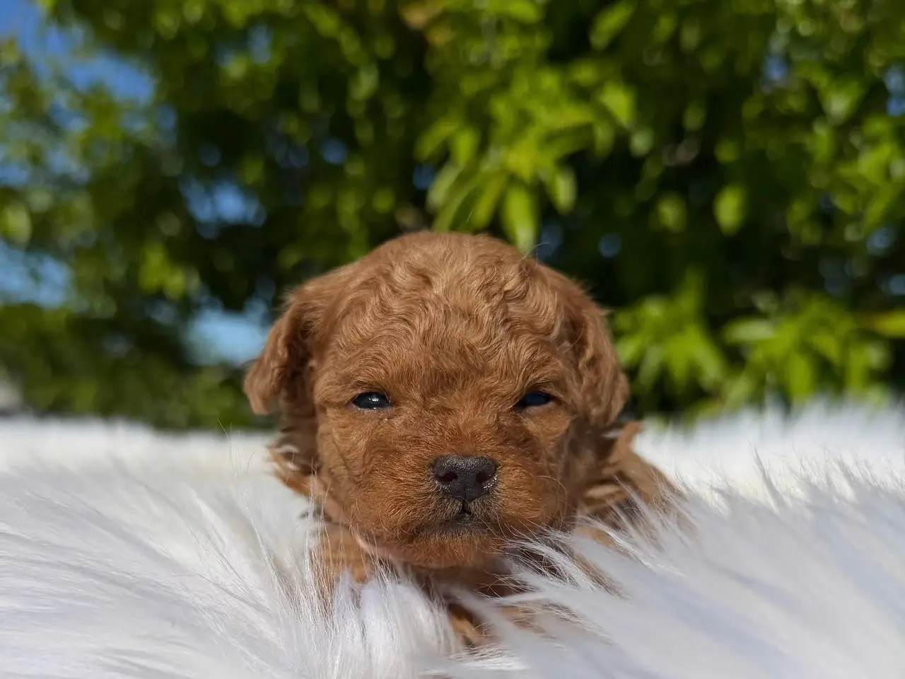 Billede 3 - Maltipoo Piger