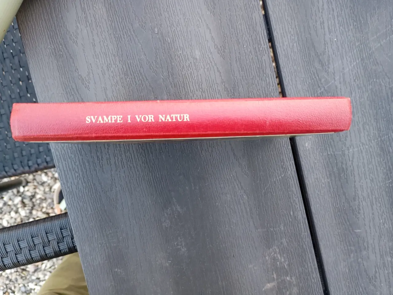 Billede 3 - Svampe i vor natur