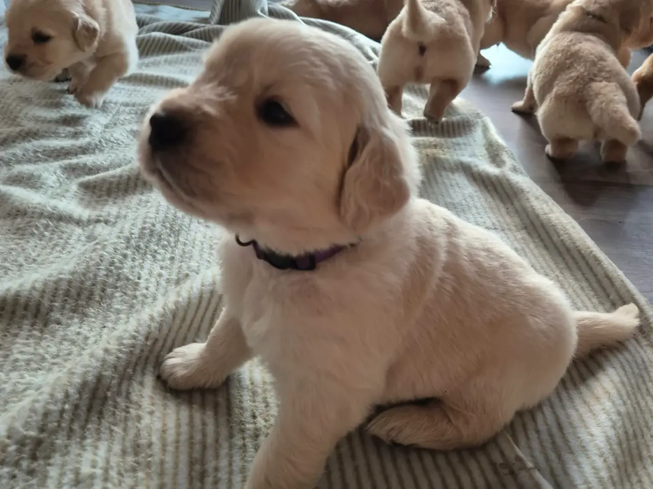 Billede 1 - Kun 4 skønne Golden Retriever hanner tilbage søger