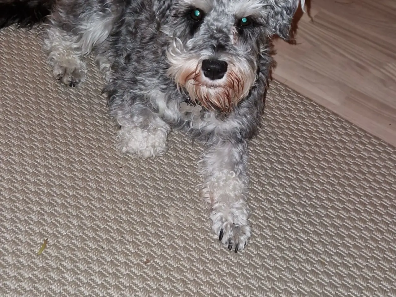 Billede 1 - Schnauzerpoo far toypuddel
