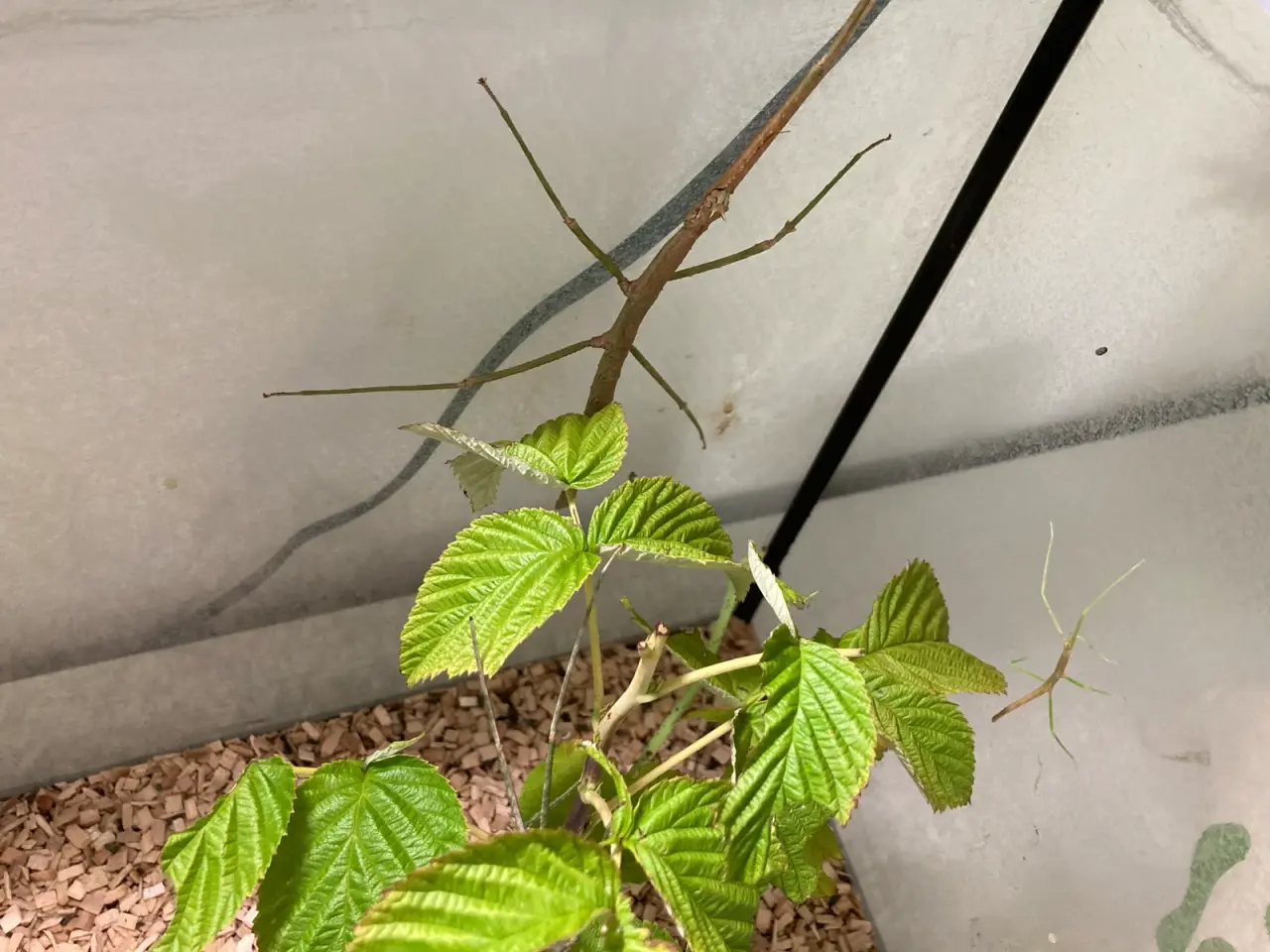 Billede 3 - Vandrendepinde med terrarium
