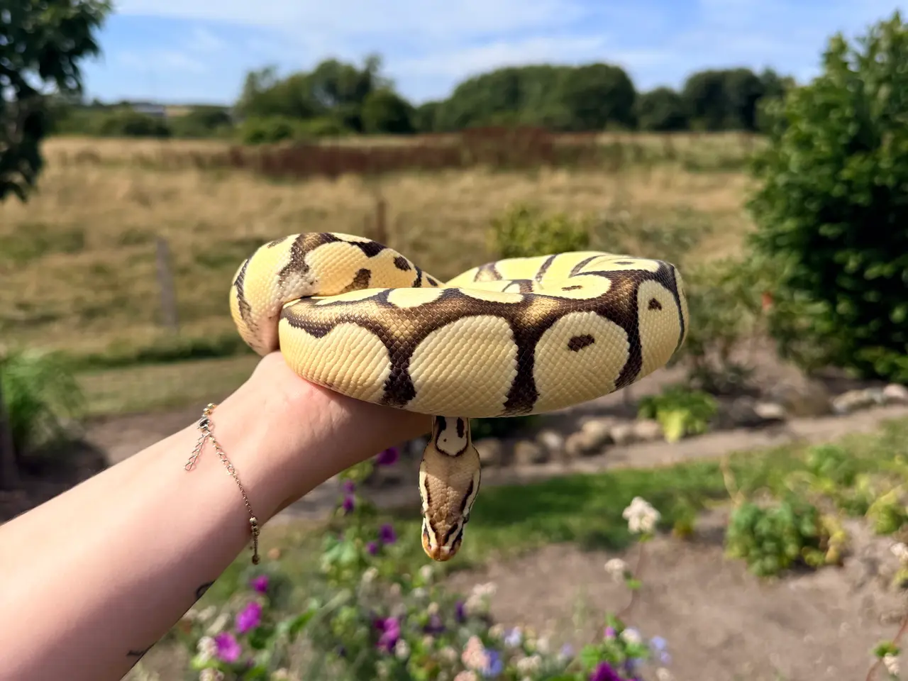 Billede 4 - Konge Python vanilla od pastel yb het hypo