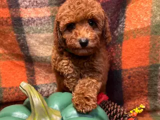 🐾maltipoo miniature September  🐾 - 3