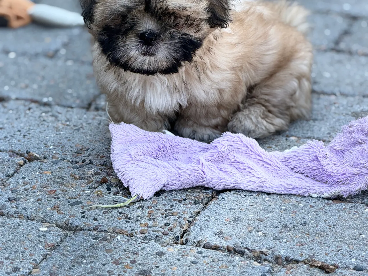 Billede 4 - Boomer hvalpe søger nye madskåle d 3 juli❤️