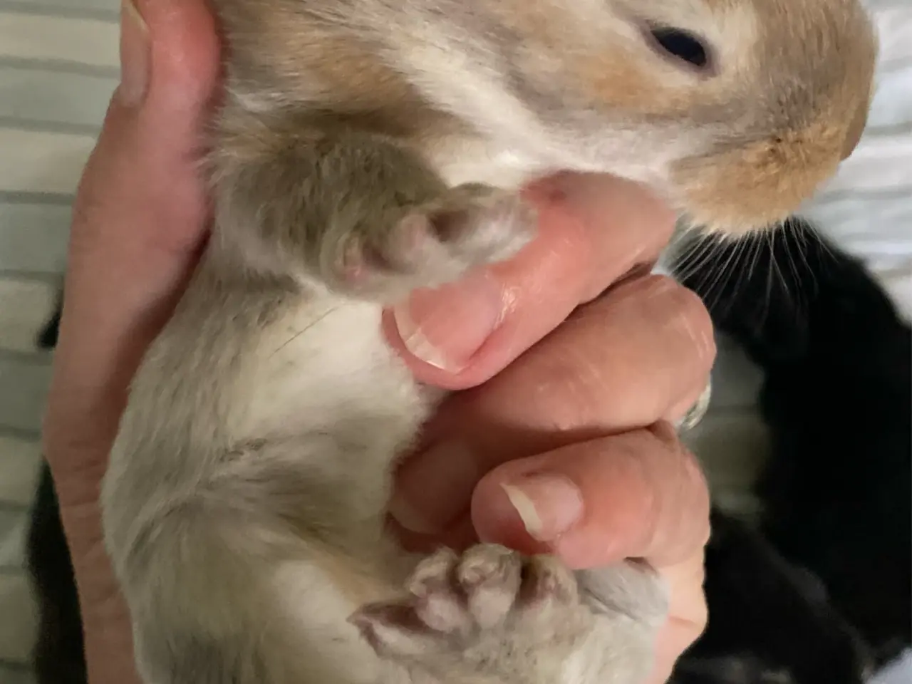 Billede 7 - FRANSK VÆDDER HAN MADAGASCAR OTTER
