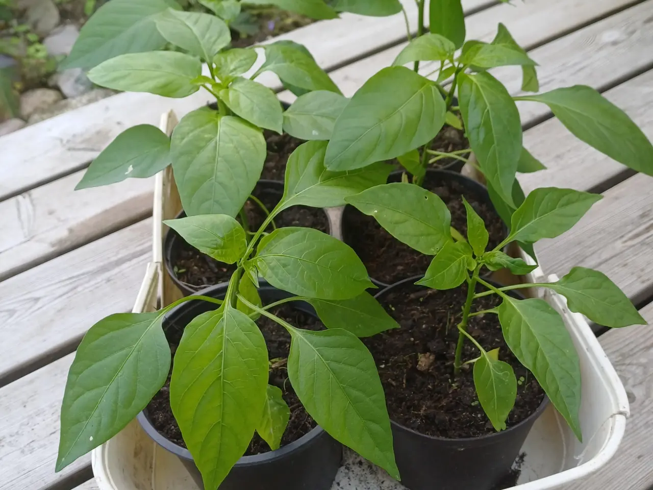 Billede 4 - Store tomatplanter og peberfrugtplanter i potter