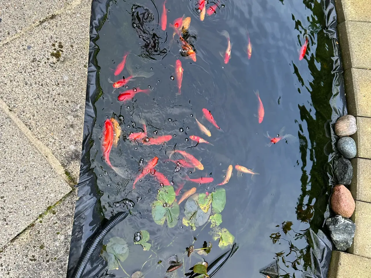 Billede 1 - Komplet fiskedam