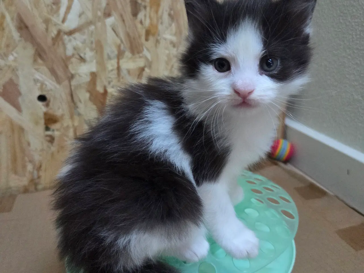 Billede 4 - Maine coon pige 