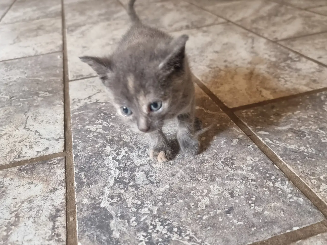 Billede 1 - Katte killinger