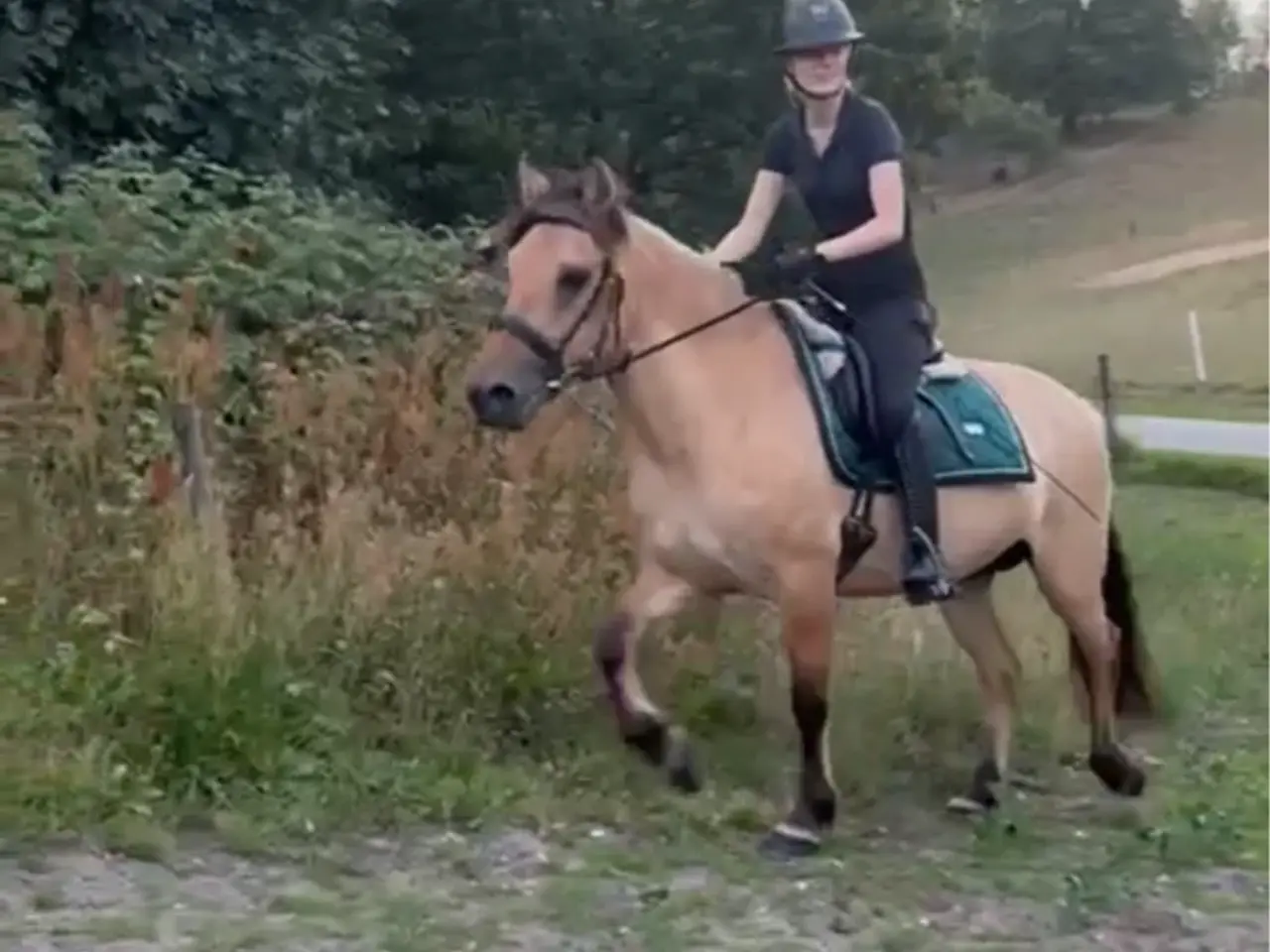 Billede 2 - Skovturs pony 