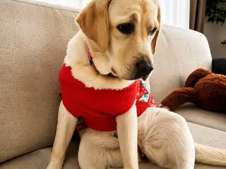 Golden Retriever tæve søger nyt kærligt hjem 🐾 - 4