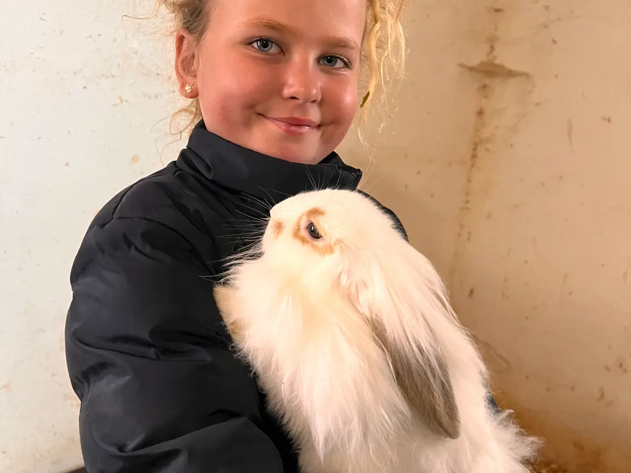 Billede 1 - Meget Kælne kaniner sælges