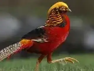 Fasaner