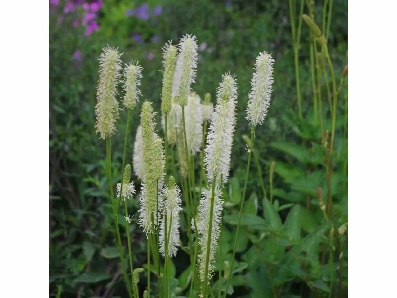 Billede 20 - Pakke 20 med blandet planter - stauder