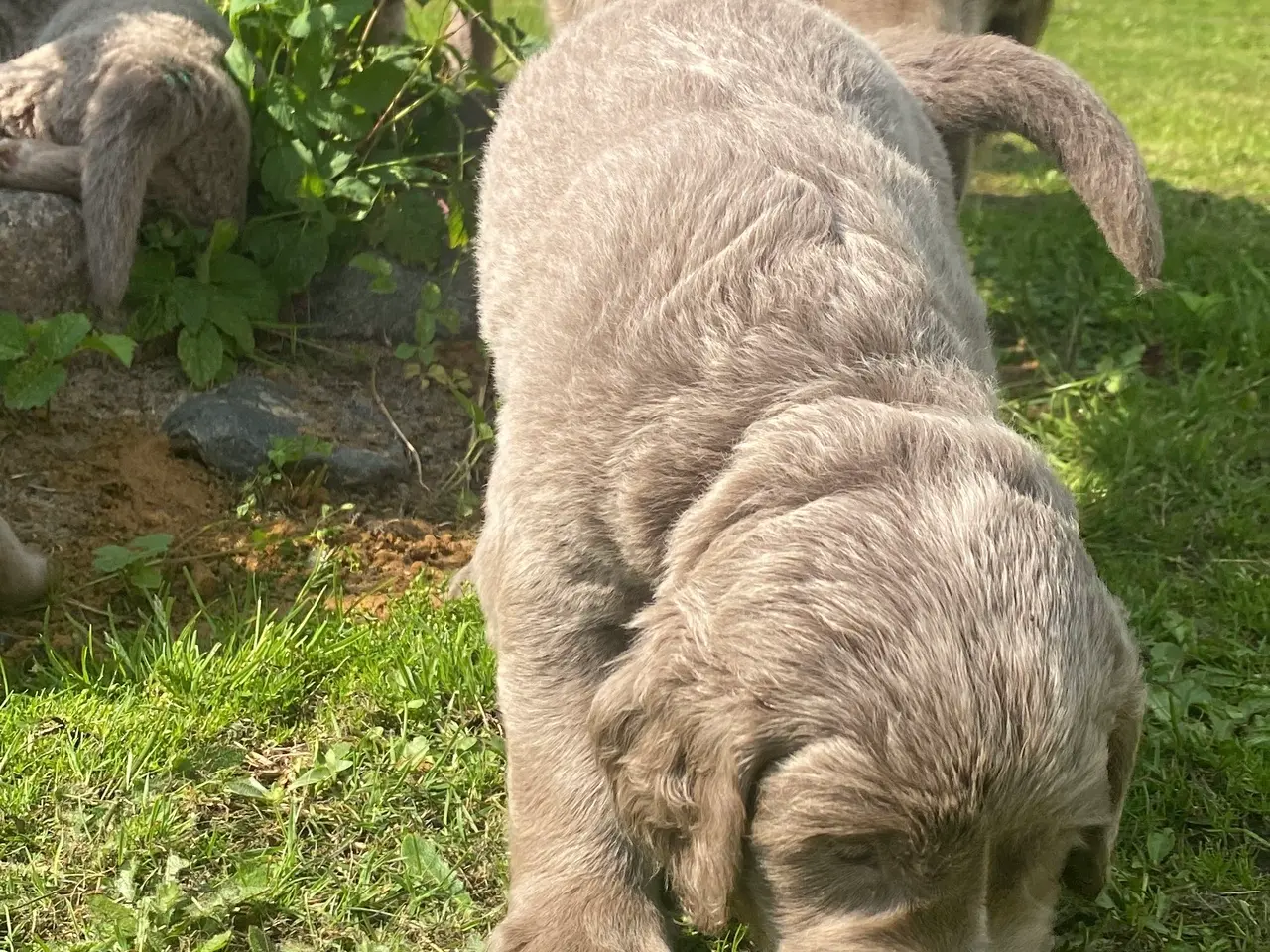 Billede 4 - Hvalp, bliver Golden retriever str