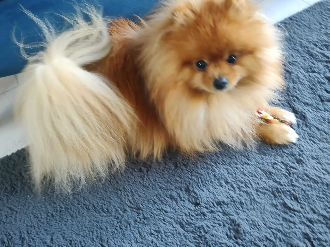 Billede 6 - Mini Pomeranian
