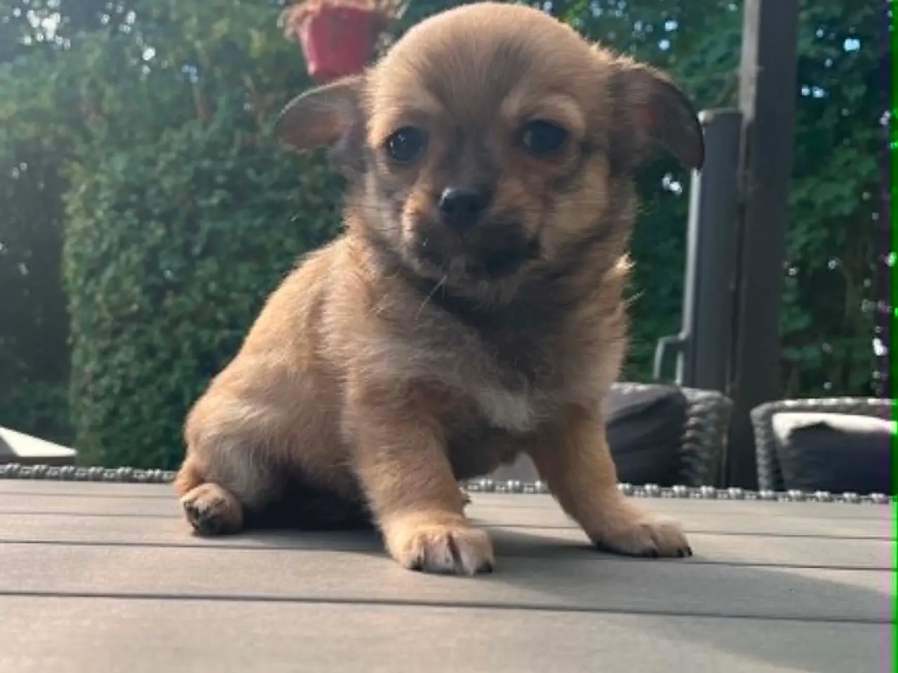 Billede 7 - Chihuahua 6 skønne banditter