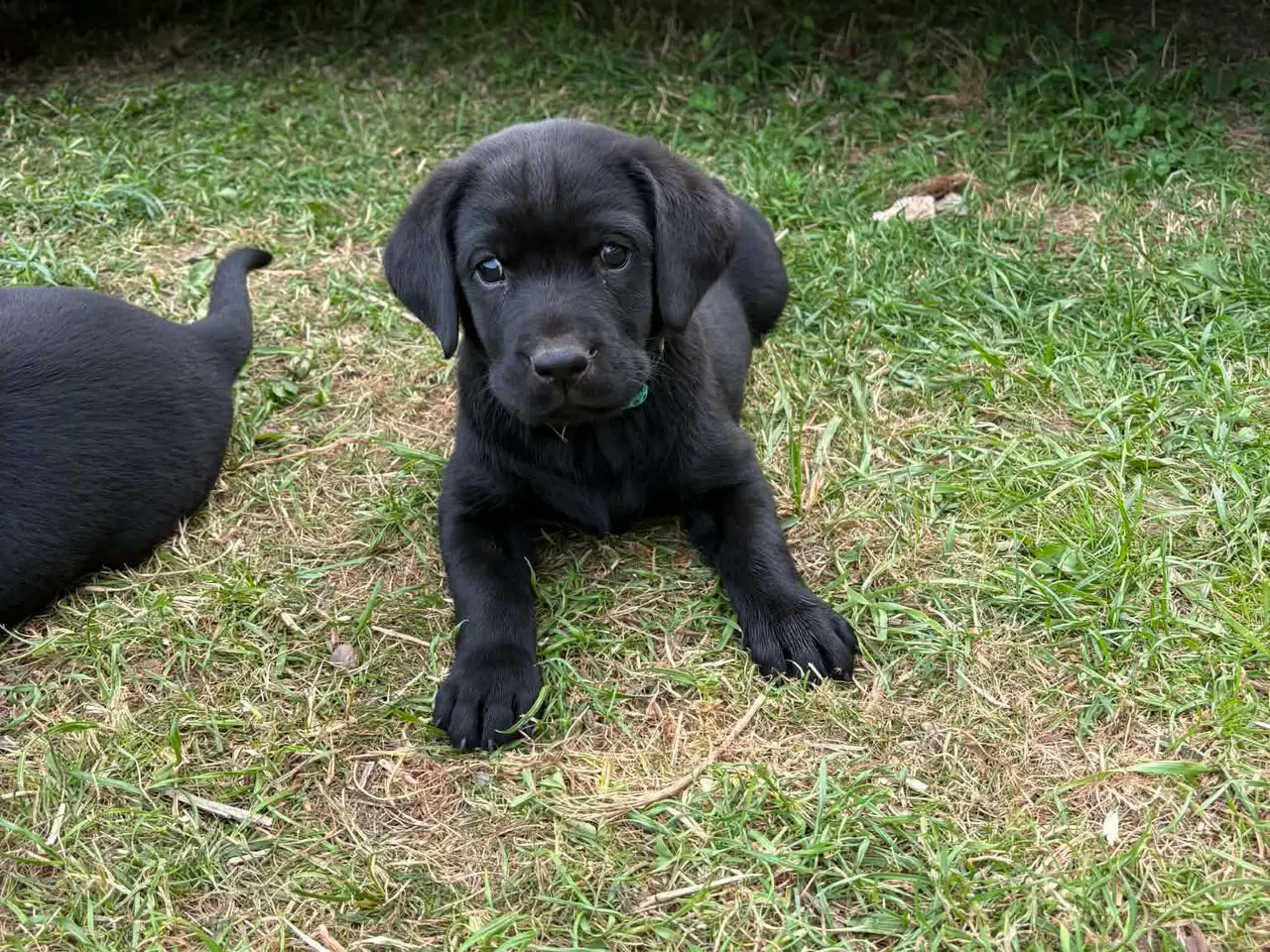 Billede 2 - Særlig Labrador Formel 1-hvalp søger et hjem