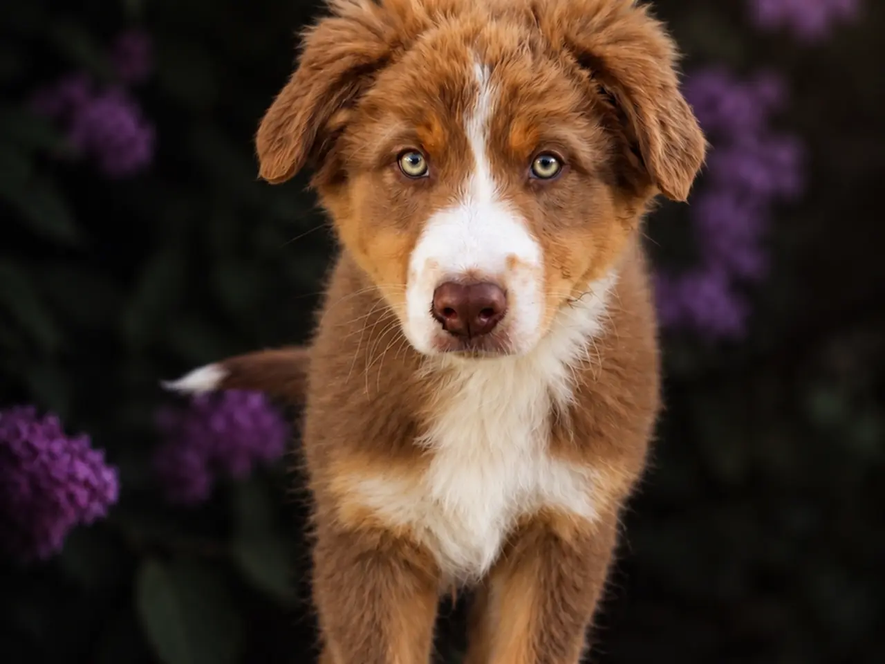 Billede 1 - Australian Shepherd han søger sit 5-stjernede hjem