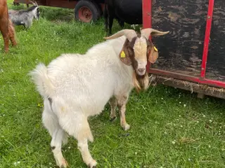 Bukke søger nyt hjem