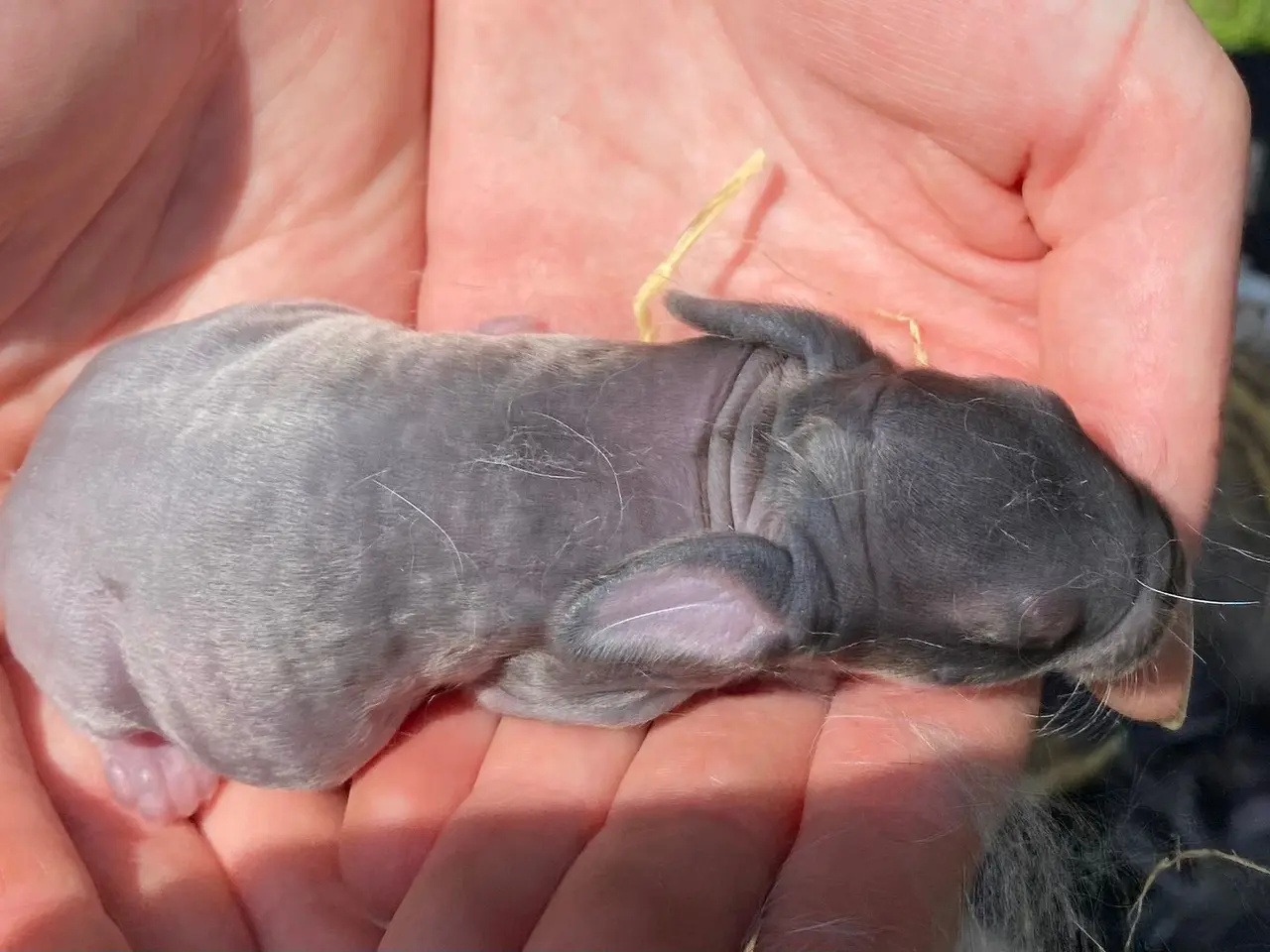 Billede 1 - FRANSK VÆDDER HUN CHINCHILLA