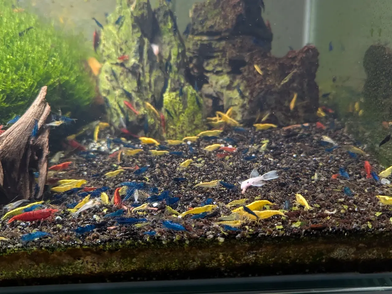 Billede 8 - 50 Neocaridina-mixrejer 🦐 | 100,-
