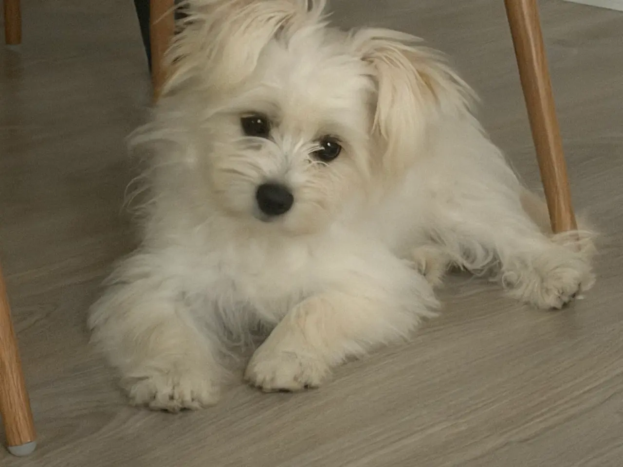 Billede 1 - Maltipoo søger sit sidste hjem❤️