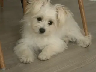 Maltipoo søger sit sidste hjem❤️