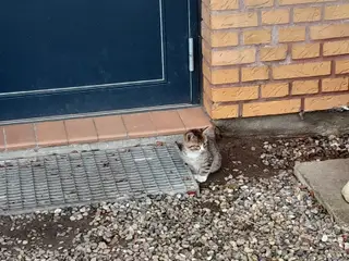 Kattekillinger 